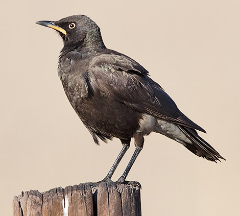 Pied Starling